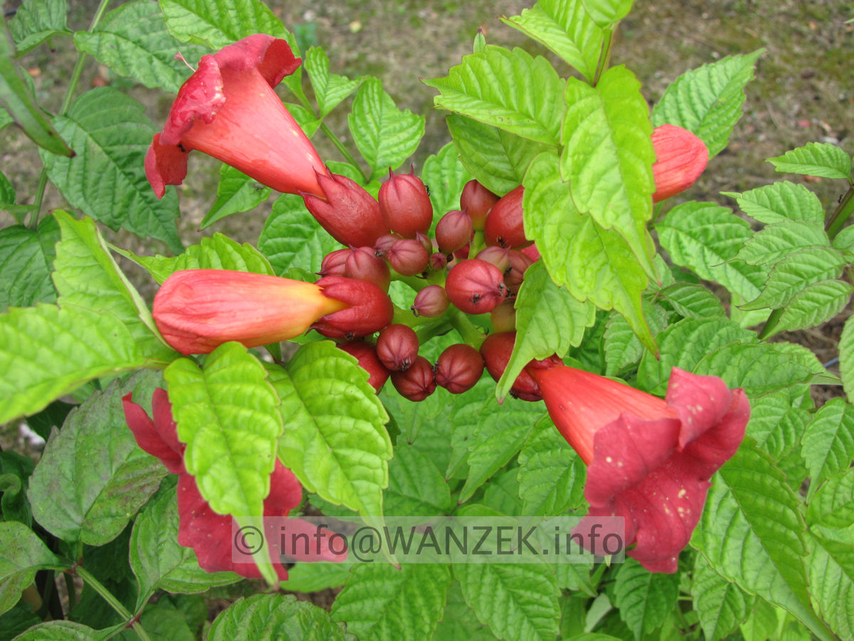 Campsis radicans Stromboli.JPG